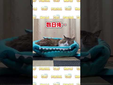 わが家のデカ猫にシャークベッドをプレゼントした結果‥　#Shorts #猫 #ボス吉 #シャークベッド(YouTube)