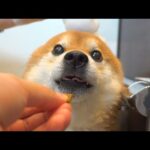 涙目になりつつシャワーを頑張る柴犬。(YouTube)