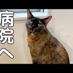 モモちゃんが吐いてご飯を食べなくなったので病院へ行ってきます(YouTube)
