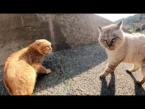 耳が折れた茶トラ猫と目が細いシャム猫が口喧嘩をする(YouTube)