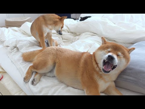 柴犬の爆睡→寝坊の流れがかわいいと我が家で話題に。(YouTube)