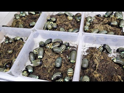 【輸入】マレーシアの野生に生息する生き物達がヤバすぎた(YouTube)