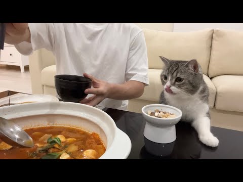 猫と一緒にこたつで鍋パーティーしたら幸せすぎました…笑(YouTube)