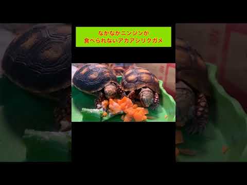 なかなかニンジンが食べられないアカアシリクガメ(YouTube)