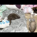 久々の寒い日に集合する猫たち(YouTube)