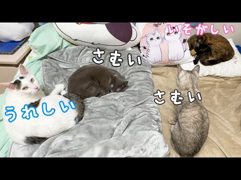 久々の寒い日に集合する猫たち(YouTube)