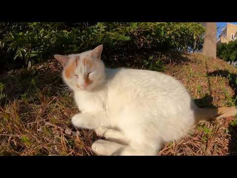 極太眉毛の茶シロ猫ちゃんをナデナデする(YouTube)