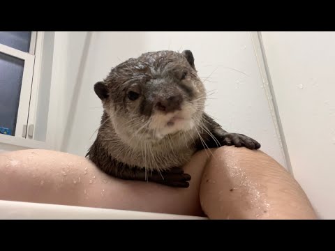 お風呂で暖まりきったら飼い主をベンチにして外気浴するカワウソ Otter taking an air bath with its owner as a bench(YouTube)