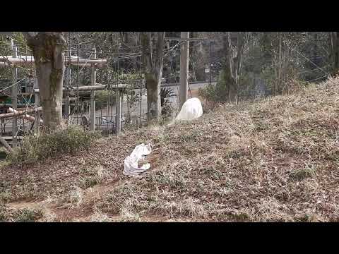 チンパンジーの真冬のすごし方──山を歩く……何でしょう：多摩動物公園(YouTube)