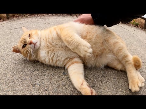クリーム猫をモフるとコテンと寝転んでお腹を見せてくれた(YouTube)