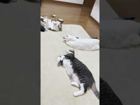 とりあえず、立とうか・・・(YouTube)