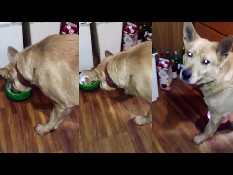 残ったご飯は全て僕が片付けます！(YouTube)