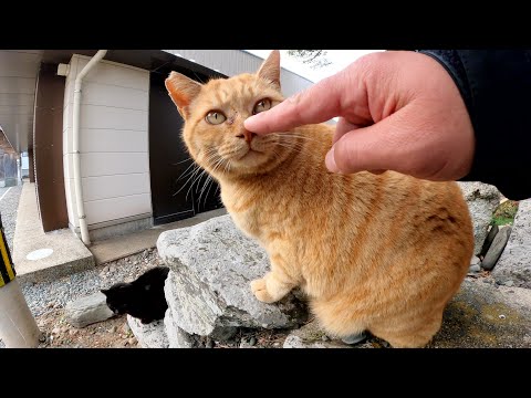 茶トラ猫と黒猫の仲良しコンビが祠の前でナデナデを要求してきた(YouTube)