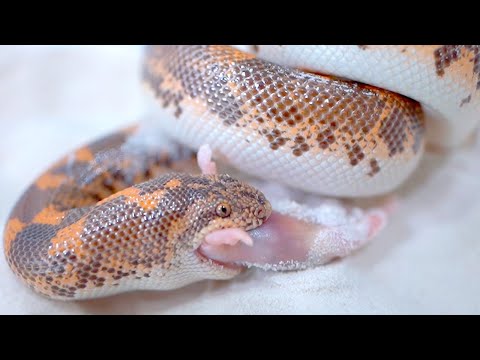 2週間に一度しか会えない幻の蛇(YouTube)