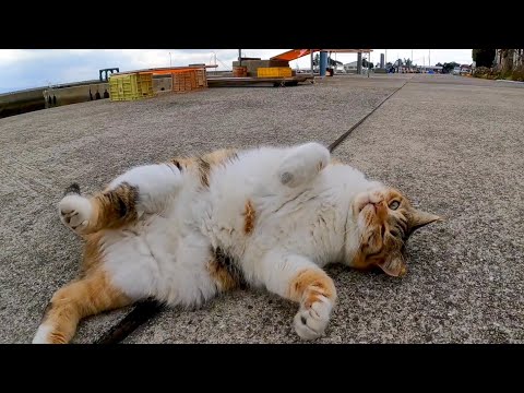 転生したら猫だった柔道家(YouTube)