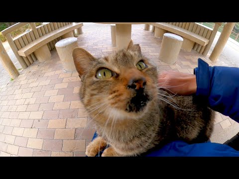 公園の東屋にいた猫ちゃん、座ると膝の上に乗ってきてカワイイ(YouTube)