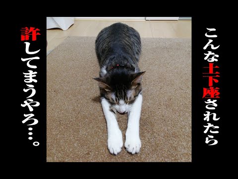 【猫動画】こんな土下座されたら許してまうやろ〜にゃんともパレード〜#猫動画#猫#252(YouTube)