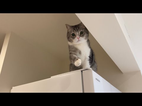 登った冷蔵庫から降りれなくなって助けを求めてくる猫がかわいすぎましたw(YouTube)