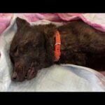 【訃報】レスキューした甲斐犬「貝ちゃん」永眠しました(YouTube)