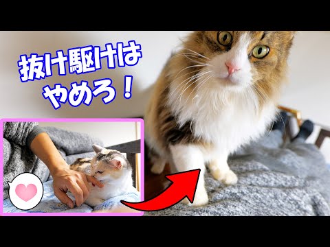 ロフトベッドでネコ吉とイチャイチャしてたらボス吉が駆け上がって来た！【＃猫のジェラシー】(YouTube)