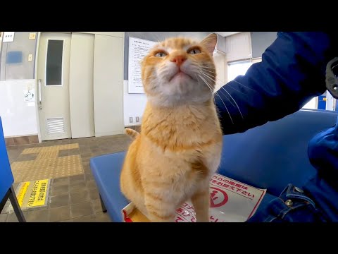 猫島に渡るフェリー乗り場待合室が楽し過ぎる(YouTube)