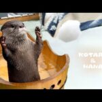 突然の雪にテンションあがったカワウソが思わぬ行動に　Otters See the First Snow of the Year!(YouTube)