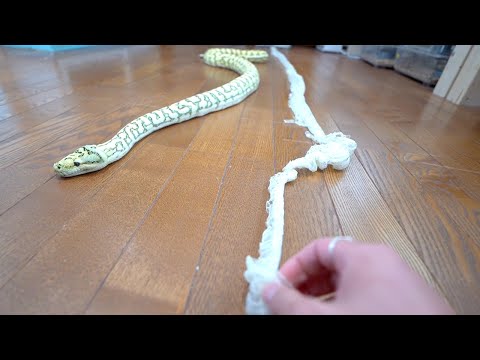 大蛇の脱皮殻の長さを一緒に測ってみる(YouTube)