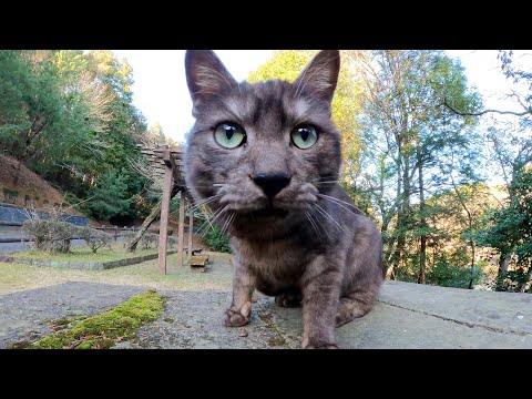 警戒心が強いマーブル黒猫ちゃんと親睦を深めようとした結果…(YouTube)