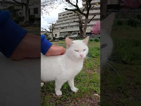 公園の白猫ちゃん #shorts(YouTube)