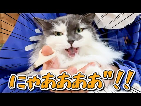 猫の爪切った時の反応が予想外過ぎた！(YouTube)