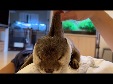 カワウソとお腹をくっつけ合って寝たら気持ちよかった It felt good to sleep with an otter on my belly.(YouTube)