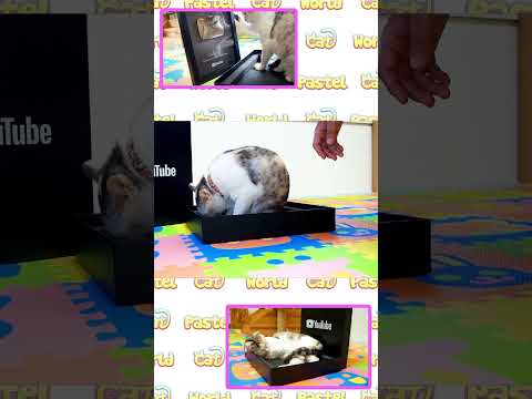 YouTubeが好き過ぎて離れられない猫　#Shorts #YouTube(YouTube)