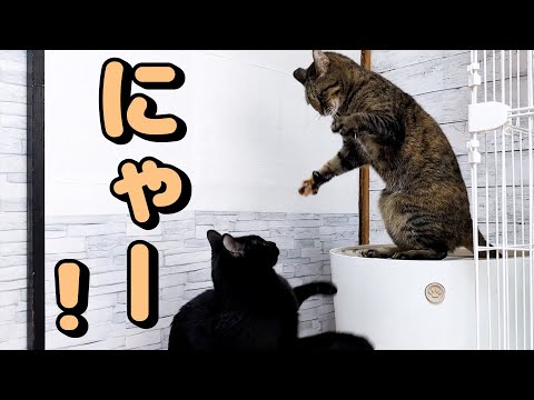 先輩猫に怒られて少しづつ成長していくおチビ猫(YouTube)