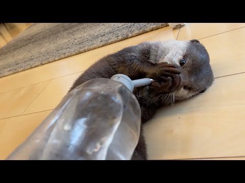 大道芸のように水を飲むカワウソをみんなで見守る動画 Video of everyone watching an otter drinking water like a street performer(YouTube)