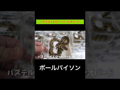 パステルイエローベリーレオパード【ボールパイソン】(YouTube)