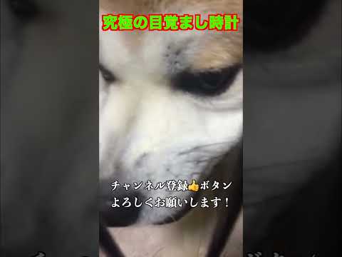 【観覧注意】寝起きが悪い人必見！ 究極の目覚まし時計👍　#Shorts(YouTube)