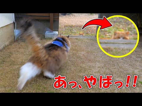 出待ちファン！？の茶トラ猫と鉢合わせてしまったボス吉(YouTube)