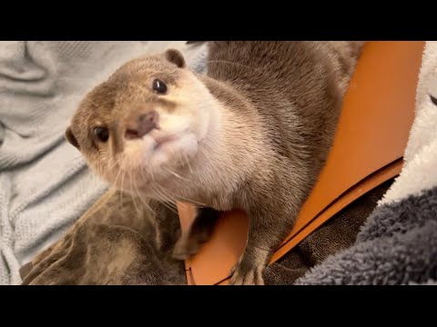 冷蔵庫以外にもいたずらできる場所を見つけてしまったカワウソ Otter finds another place to misbehave besides the refrigerator(YouTube)