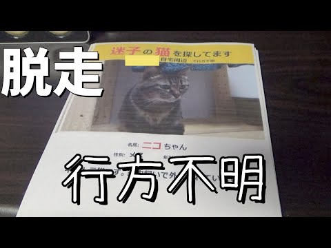 ６日間行方不明になっていた猫が・・(YouTube)