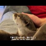 カワウソと猫が空中でバトルを繰り広げる！ An otter and a cat battle in the air!(YouTube)