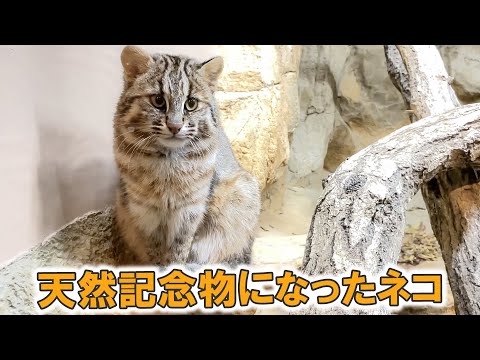 この子が貴重な猫になった理由。【長崎バイオパーク×那須どうぶつ王国】(YouTube)