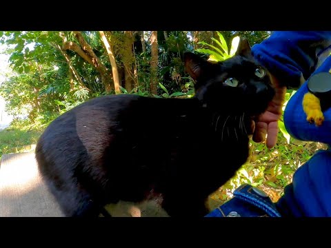 公園のベンチに黒猫がいたので隣に座ってナデナデしてきた(YouTube)