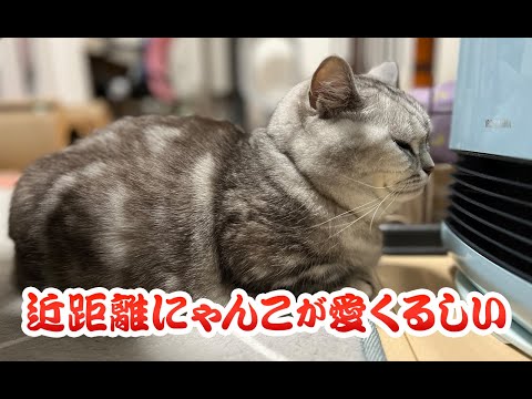 【猫動画】近距離にゃんこが愛くるしい〜にゃんともパレード〜#猫動画#猫#253(YouTube)