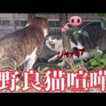 【野良ガチ喧嘩】庭で地域猫を可愛がってたら激しい縄張り争い始まりました(YouTube)