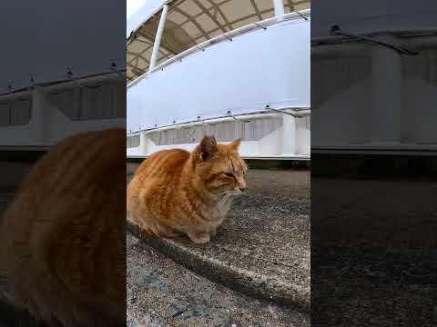 フェリー乗り場のタラップには猫がいて楽しい#shorts(YouTube)