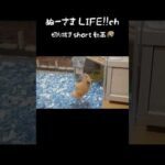 とても情熱的なハムスターの求愛行動 #shorts(YouTube)