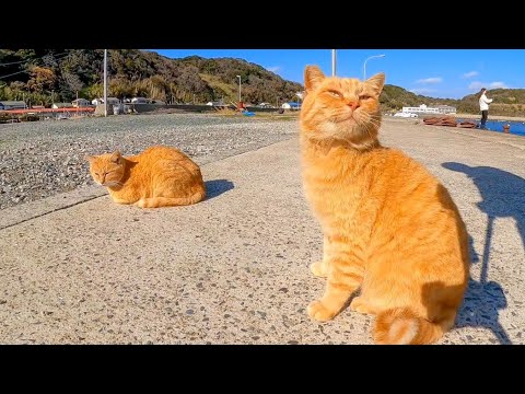 猫島岸壁の茶トラ猫兄弟(YouTube)