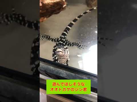遊んでほしそうなオオトカゲのジン君(YouTube)
