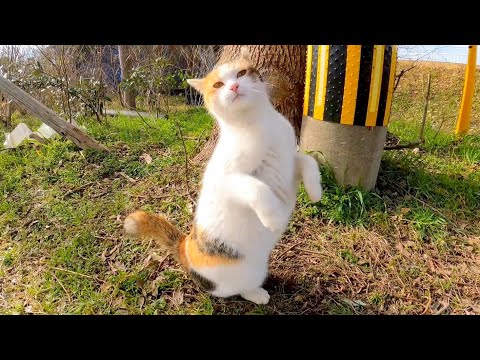 100日後に2足歩行する三毛猫(YouTube)
