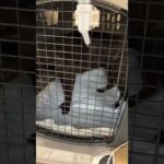 レスキューした甲斐犬獣医さんから帰って来ました(YouTube)
